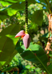 Banana Flower Hanging from Tree in Tropical Garden