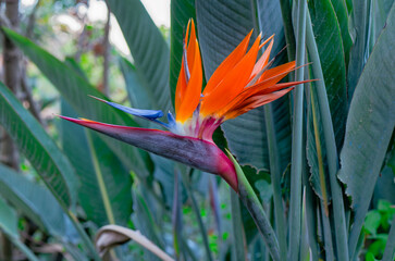 Bird of Paradise Flower in Bloom with Lush Green Leaves
