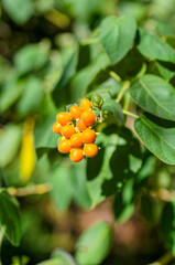 Cluster of Orange Wild Berries on Green Leafy Branch