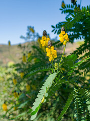 Yellow Wildflowers with Green Leaves in Natural Mountain Landscape