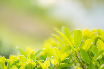 Nature of green leaf in garden at summer. Natural green leaves plants using as spring background cover page greenery environment ecology lime green wallpaper