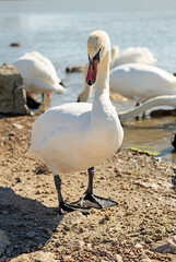 white wild beautiful swan posing on shore of lake at sunny day. close up. Crimea, Russia