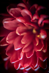Autumn Bloom Series – Crimson Chrysanthemum in Shadowed Light
