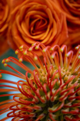 Fototapeta premium Radiant Harmony – Orange Protea and Rose Composition