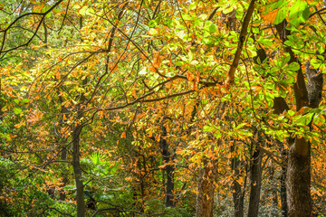 Autumn, forest, El Retiro Park, Madrid, Spain, Europe