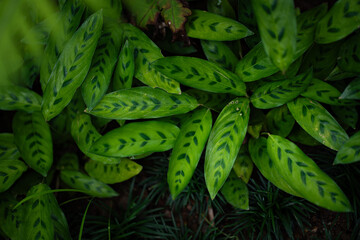 Abstract of green leaves in dark tone for background texture concept.