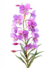 Obraz premium A vibrant illustration of a flowering plant featuring clusters of pink blossoms and green leaves against a clean background.
