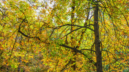 Autumn, forest, El Retiro Park, Madrid, Spain, Europe