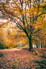 Obraz premium Autumn forest scene with a large tree and golden leaves glowing in warm afternoon light. Fallen foliage covers the ground, creating a peaceful fall landscape.
