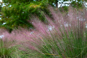 Muhly Grass (Muhlenbergia capillaris), also known as sweetgrass, is an ornamental grass native to South Carolina that produces pink-purple plumes in the fall; landscape orientation.