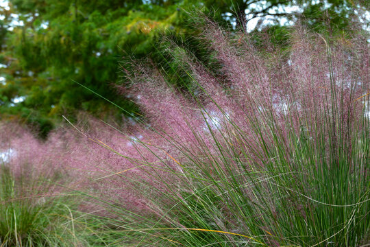 Muhly Grass (Muhlenbergia capillaris), also known as sweetgrass, is an ornamental grass native to South Carolina that produces pink-purple plumes in the fall; landscape orientation.