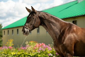 portrait of  of beautiful sportive black mare posing in stable yard.  summer sunny morning