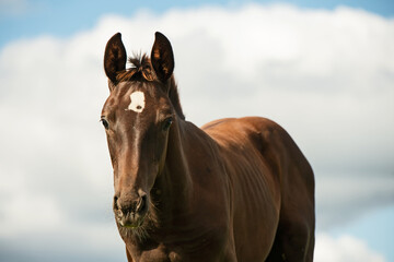 close up portrait of sportive dark chestnut foal walking at pasture at cloudy summer day