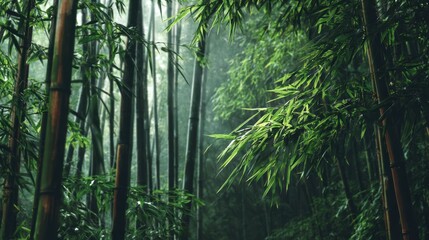 Fototapeta premium tranquil lush bamboo forest scene