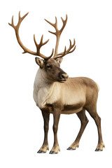 Fototapeta premium Majestic Caribou Stands Proudly with Impressive Antlers Against a Clean White Background
