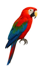 Obraz premium Vibrant Scarlet Macaw A Captivating Tropical Bird Perched on a Branch