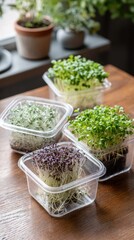Assorted microgreens in containers on wooden table