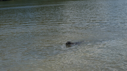 Puppy Dog Animal Young Black Labrador Hound Cute Pet Domestic Canine Baby Dog Portrait Adorable Playful Puppy Face Fur Mammal Friendship Companion Love