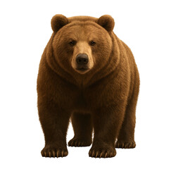 Majestic Brown Bear Staring Directly At Viewer Isolated on White Background