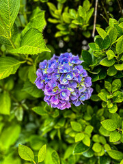 Close-up portrait of hydrangea flowers in bloom in spring.