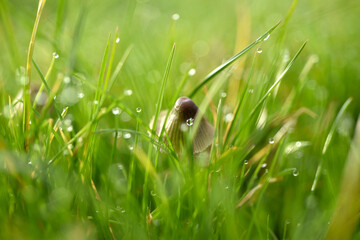 Mycena genus mushroom in grass with morning dew