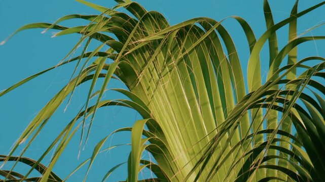 Vibrant green palm leaves sway gently in the breeze under a cloudless blue sky