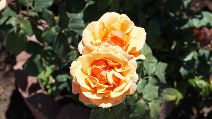 Two beautiful peach-colored roses with ruffled petals, set against a backdrop of dark green leaves.