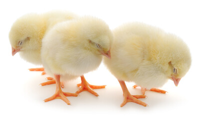 Sleeping yellow chicks isolated on white background
