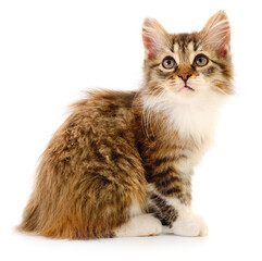 Obraz premium Cute fluffy kitten sitting isolated on white background