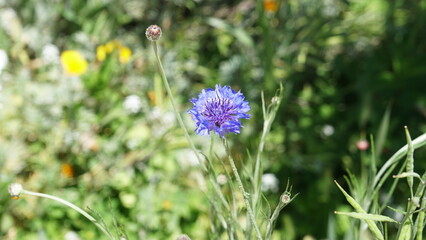 A vibrant blue cornflower, or bachelor's button, is shown in a sun-drenched garden, surrounded by soft-focus greenery and other wildflowers.


