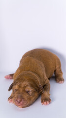 Obraz premium Puppy Dog Animal Young Black Labrador Hound Cute Pet Domestic Canine Baby Dog Portrait Adorable Playful Puppy Face Fur Mammal Friendship Companion Love