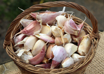 Separated cloves of garlic before planting in the ground