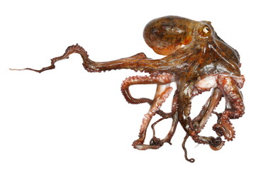 Octopus isolated on white background, clipping path