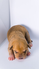 Puppy Dog Animal Young Black Labrador Hound Cute Pet Domestic Canine Baby Dog Portrait Adorable Playful Puppy Face Fur Mammal Friendship Companion Love