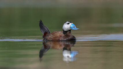 White-headed Duck swimming in the water