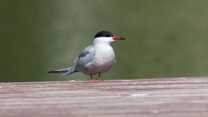 black headed gull