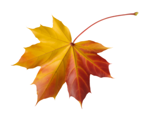 Vibrant autumn maple leaf with gradient colors on a stark transparent background