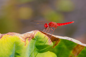 red dragonfly on a green leaf