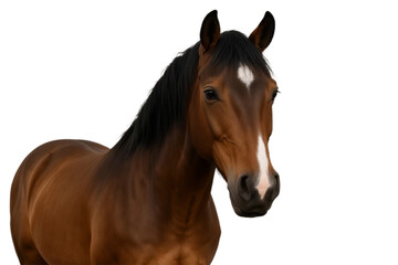 Obraz premium Majestic Arabian horse – symbol of beauty, strength, and heritage