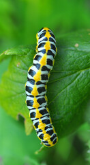 In nature, the plant caterpillars butterfly Cucullia (Cucullia) pustulata