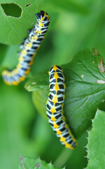 In nature, the plant caterpillars butterfly Cucullia (Cucullia) pustulata