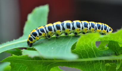 In nature, the plant caterpillars butterfly Cucullia (Cucullia) pustulata