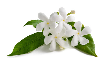 Crape jasmine flowers