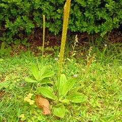 green plant in the garden