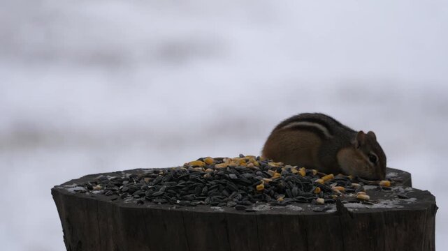 Birdfeeder 0920 Chipmunk Birds Wildlife Squirrel Backyard