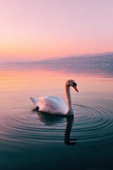 Fototapeta premium Graceful swan at sunrise on calm water