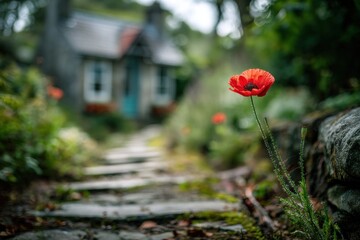 Obraz premium Single red poppy growing by edge of worn garden path cottage wildflower nature background