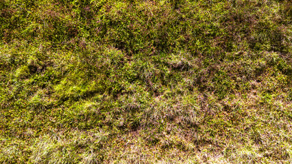 Close-up view of green grass covering the ground, showcasing the vibrant textures and colors of nature. This serene landscape invites tranquility and peace.