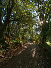 Chemin forestier