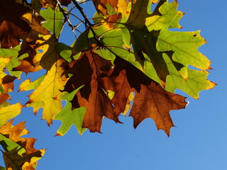 Feuillages d'automne